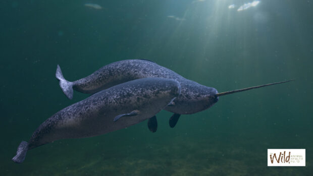 Two narwhal mammals swimming underwater in the ocean