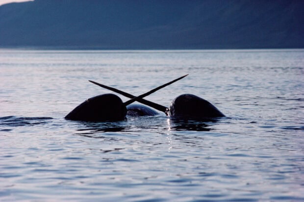 Two narwhal tusks crossing above calm ocean water at dusk