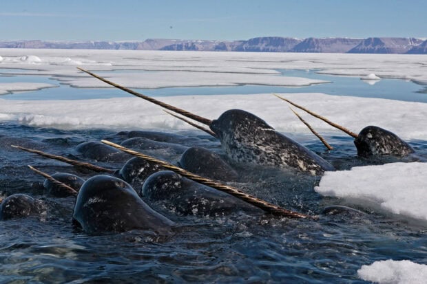 A group of narwhal swimming among ice floes in the Arctic ocean