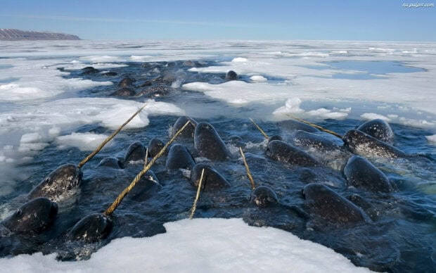 A group of narwhal swimming together in icy Arctic waters surrounded by snow and ice