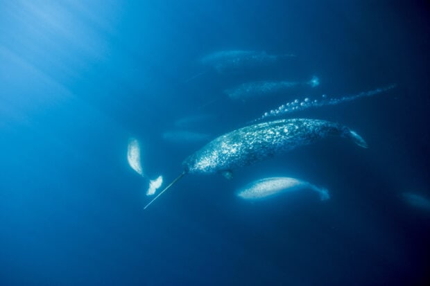 A group of narwhal swimming together in the deep ocean