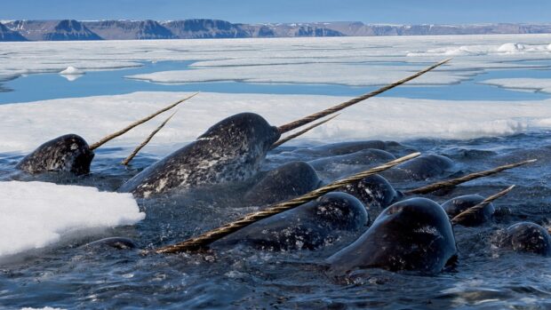 A group of narwhal whales swimming near the icy arctic water with mountains in the background