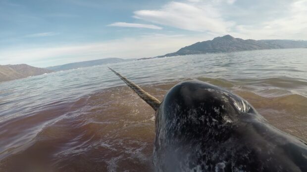 A close up view of a narwhal tusk extending over ocean water near mountainous coastlines