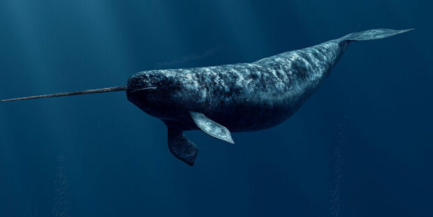 A large narwhal swimming deep underwater with a long tusk in the ocean