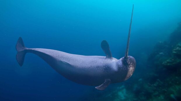 A narwhal swimming gracefully underwater in the deep ocean environment
