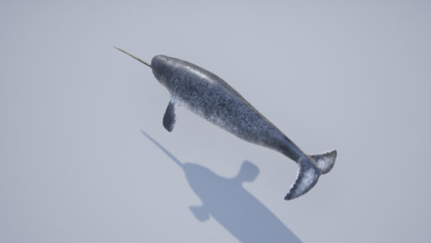 A narwhal swimming in clear water casting a distinct shadow beneath its body
