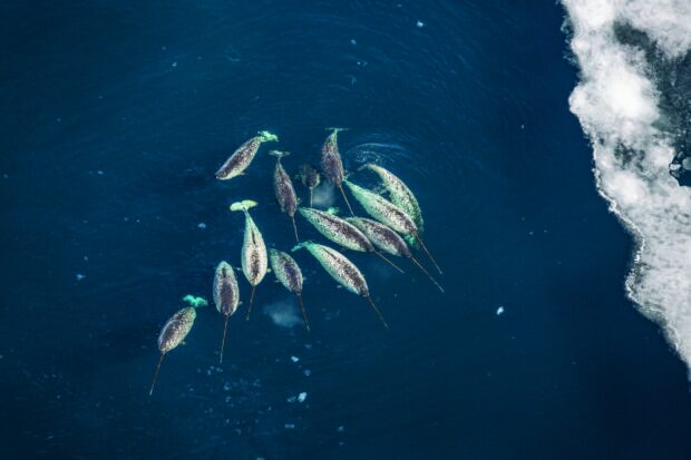 A group of narwhal swimming in the deep blue ocean near the ice coast