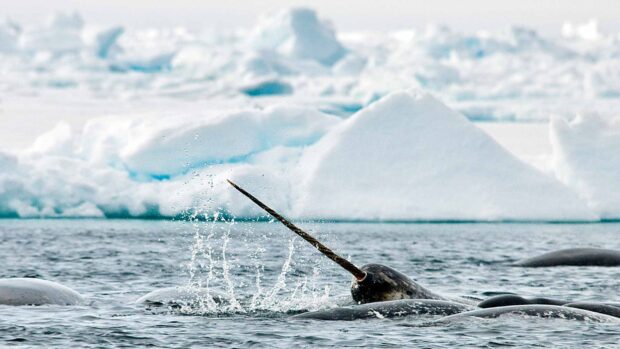 A narwhal swimming near icebergs in cold water with its long tusk visible