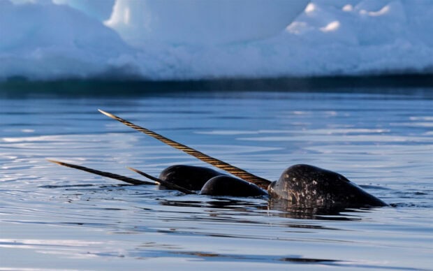 A pair of narwhal animals swimming near ice in the Arctic Ocean