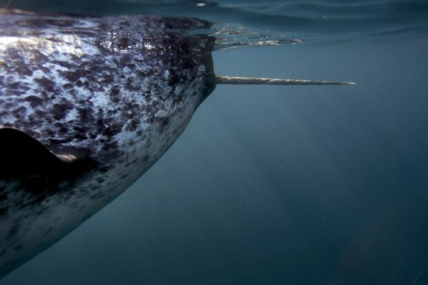 A close up view of a narwhal under water showing its unique tusk and spotted body