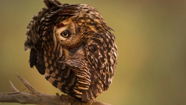 A close up of an owl grooming its feathers in natural light