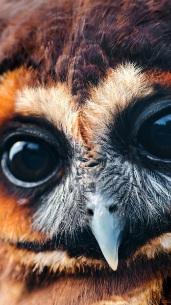 Close up of an owl face featuring detailed feathers and large eyes National Geographic