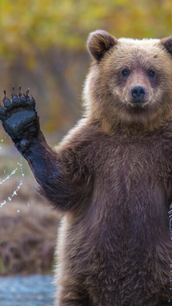 A grizzly bear standing upright waving its wet paw in a natural habitat