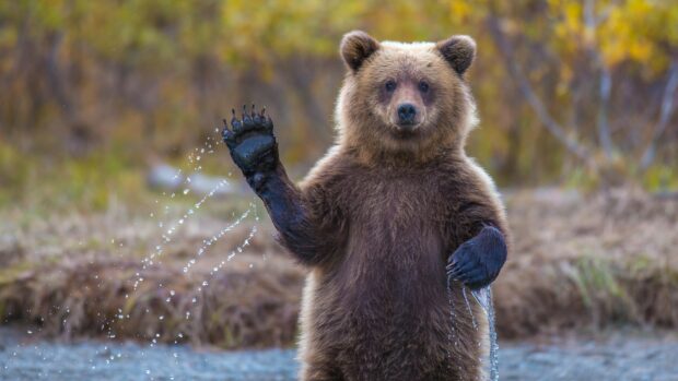 A brown bear cub waving its paw with water droplets in a natural outdoor setting