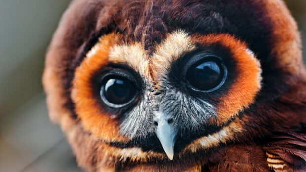 Close up of an owl with detailed feathers and bright eyes in nature