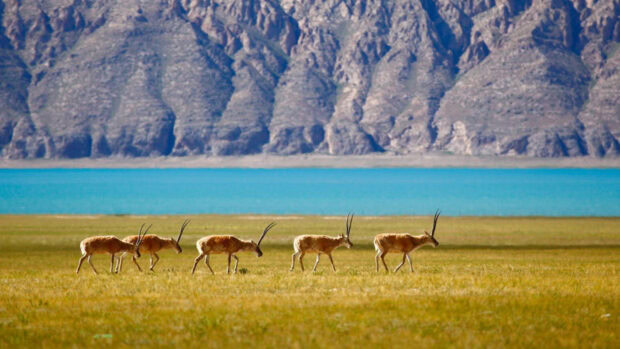 A herd of antelopes walking across the grassland near a blue lake with rocky mountains in the background