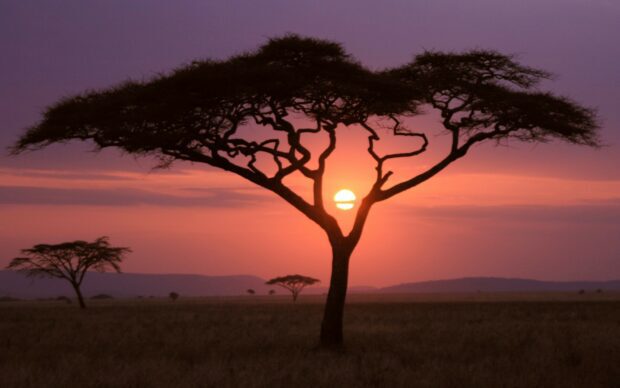 Acacia tree silhouette under a colorful African savanna sunset with a glowing sun National Geographic scene