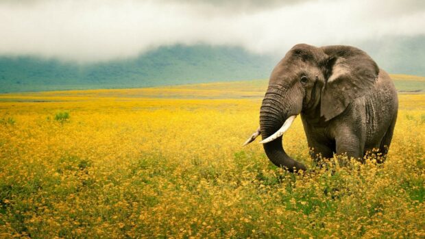 An elephant standing in a vast field of yellow flowers in a National Geographic scene