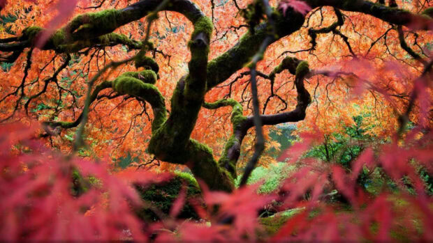 Autumn foliage on moss covered tree branches in National Geographic forest