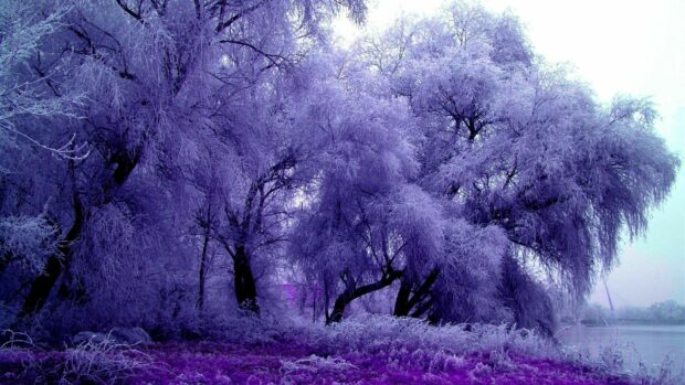 Frost covered trees in a purple forest landscape with a lake nearby