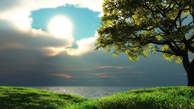 A peaceful landscape with a large tree and bright sun over the ocean National Geographic