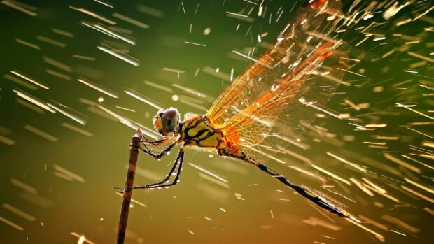 A dragonfly resting on a stick with water droplets in motion captured by National Geographic