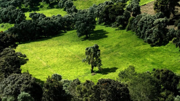 A vibrant green landscape with a single tree surrounded by forest showcasing National Geographic nature