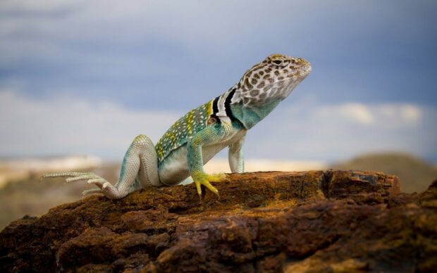A vivid lizard with detailed scales and vibrant colors resting on rocky terrain in a natural setting