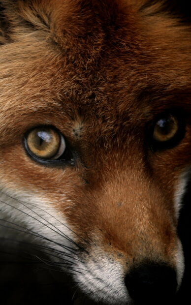 Close up of a fox face with detailed fur and bright eyes in natural light