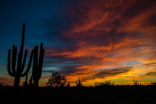 Silhouettes of desert cacti under a vibrant Nevada sunset sky with colorful clouds