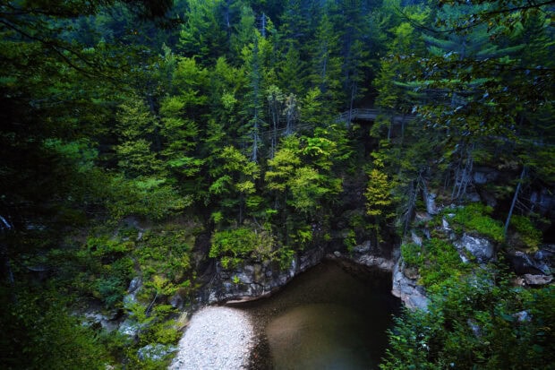 Lush green forest and rocky riverbank in New Hampshire surrounded by dense trees