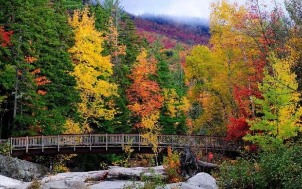 Colorful autumn foliage around a wooden bridge in New Hampshire forest