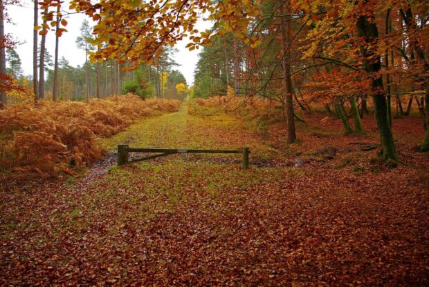 Autumn forest path in New Hampshire with colorful fall foliage and fallen leaves covering the ground