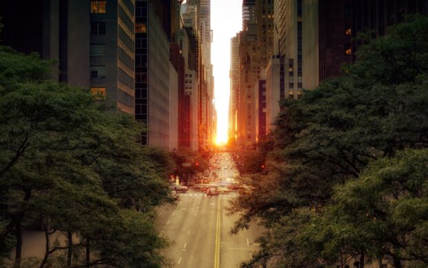 New York sunset illuminating a busy city street lined with tall buildings and green trees