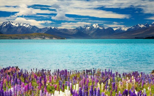 Colorful lupine flowers blooming by the clear lake with New Zealand mountains in the background