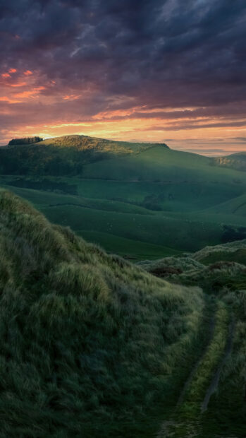 Rolling green hills and winding path reflect New Zealand nature at sunset