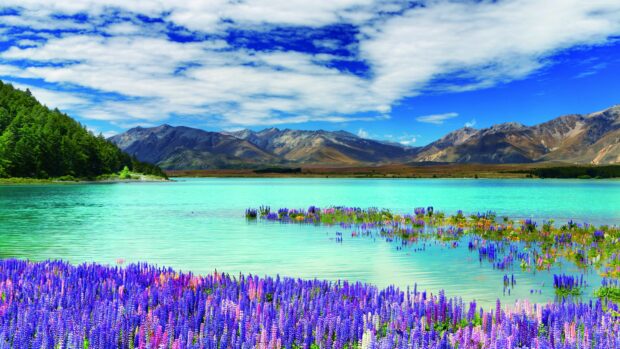 Vibrant landscape of New Zealand with colorful lupine flowers and clear turquoise lake
