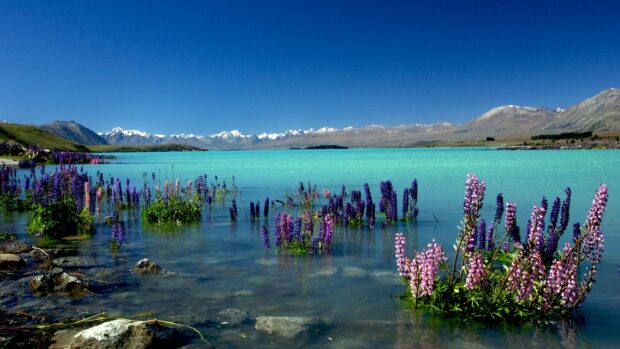 Vibrant lupine flowers blooming along the shore of a turquoise lake in New Zealand