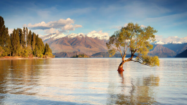 A lone tree standing in a lake with mountains in the background in New Zealand
