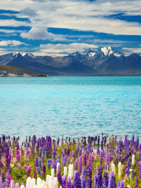 Colorful lupine flowers by New Zealand lake with mountain range in the background
