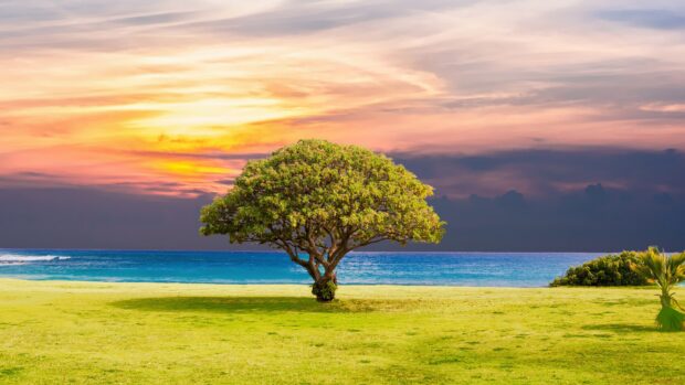 A solitary tree stands on a grassy field near the ocean landscape at sunset with colorful skies