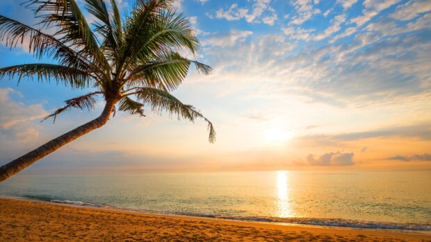 A tropical palm tree beside the ocean landscape during a serene sunrise on the sandy beach