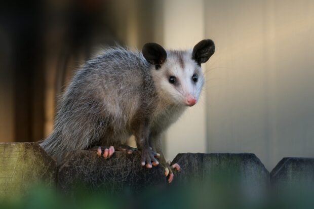 A close up of an opossum perched on a wooden fence in natural light