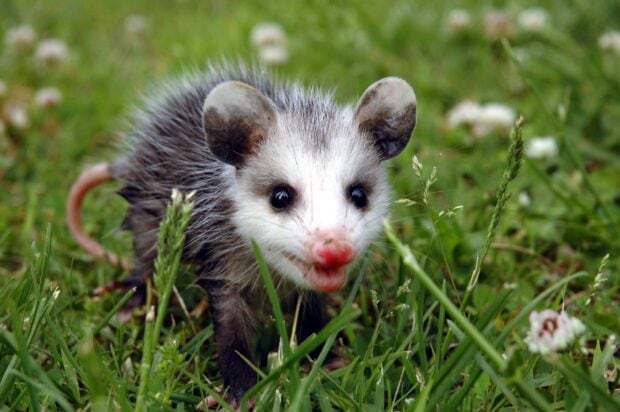 A young opossum standing on green grass with small white flowers in natural light