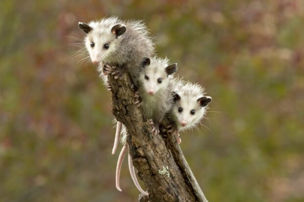 Three young opossum sitting closely on a tree branch in nature background