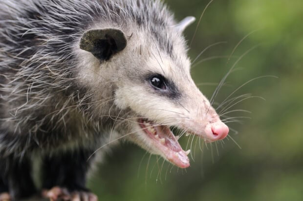 A close up of an opossum showing its open mouth and detailed fur texture