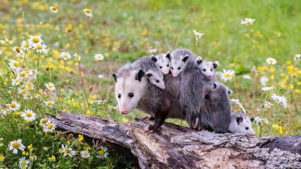 A family of opossum with babies on the back standing on a log in a flower field
