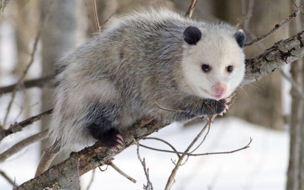 A juvenile opossum resting on a tree branch in a snowy forest environment
