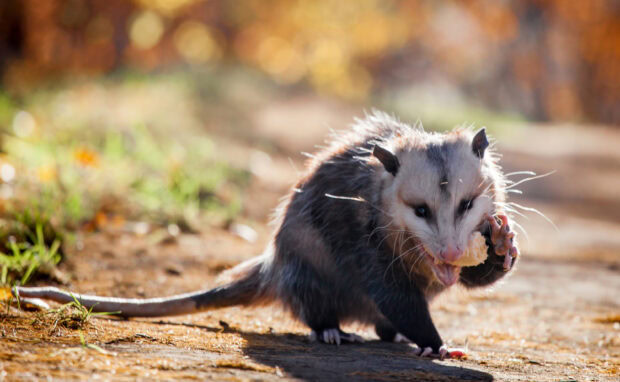 A wild opossum eating food on the ground in a natural setting