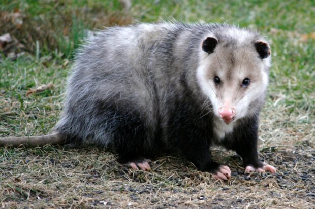 A wild opossum standing on grass in natural habitat displaying its fur and features